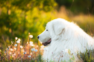 Cute maremma sheepdog. Big white fluffy dog breed maremmano abruzzese shepherd lying in the field at sunset