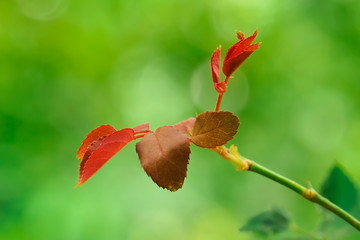 Soft shoots of leaves