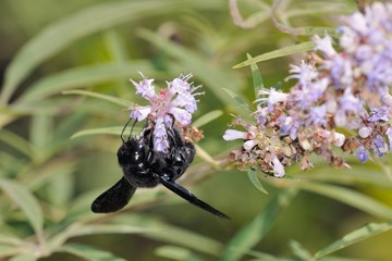 Carpenter bees are species in the genus Xylocopa, Crete