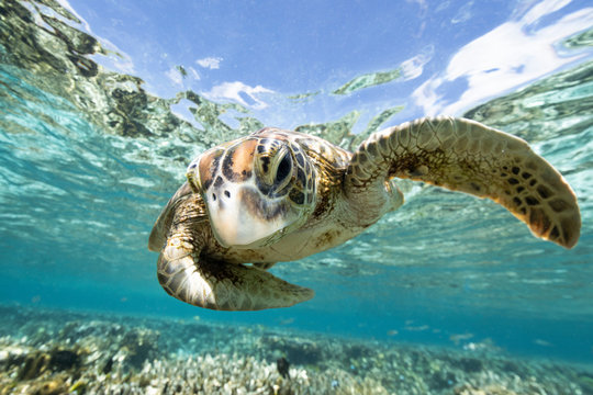Close up of turtle swimming in sea