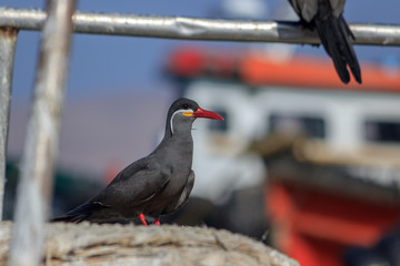 Black Inca Tern with red bill, Peru