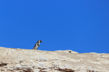 solitary Humboldt Penguin on the islas ballestas, peru