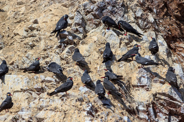 Many Black Inca Terns with red bill in paracas conservation area, Peru