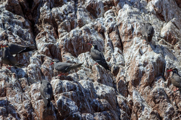 Many Black Inca Terns with red bill in paracas conservation area, Peru