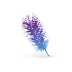Fluffy blue and purple bird feather