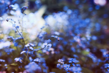delicate little forget-me-not flowers of various shades of blue and pink got tired in the spring sunny garden