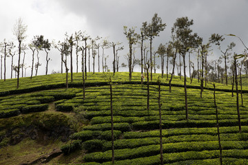 Tea Plantation in Kerala, India