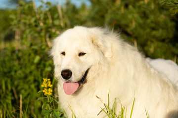Cute maremma sheepdog. Big white fluffy dog breed maremmano abruzzese shepherd standing in the forest in summer