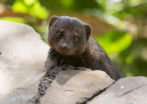 Dwarf mongoose (helogale parvula) in rocks, Baringo county, Lake baringo, Kenya