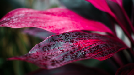 Red Leaf with Water Drops