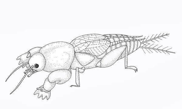 European mole cricket. Black and white drawing image.