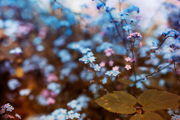 little forget-me-not flowers of various shades of blue and pink got tired in the spring sunny garden