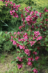 weigela bush with pink and red flowers