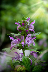 Wild orchid in matese park