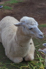 cute lama posing for tourists in cusco, peru