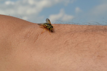 bee on hand