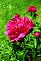 red peonia in a garden close up