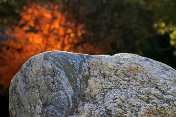Piedra con árbol rojo