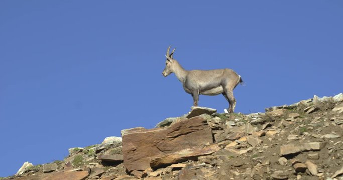 steinbock goats,alpine ibex grazing looking around on mountain rocks