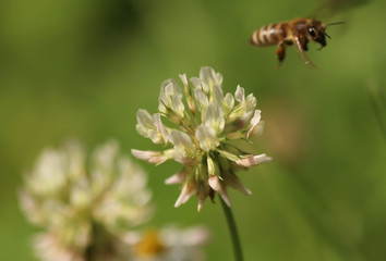 White clover flower and bee