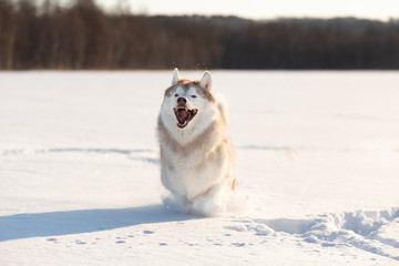Crazy, happy and funny dog breed siberian husky with tonque out jumping and running on the snow in the winter field.