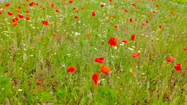 Poppy flowers in a field of wildflowers gently shaking in the wind during a beautiful springtime day.