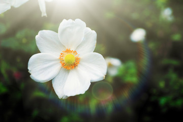 White Cosmos on Japan
