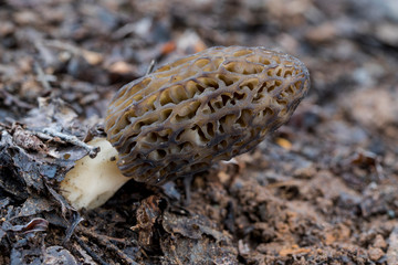 The morchella conica is a species of edible fungus, which grows in the forest