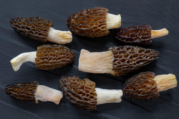 Morel conical (Morchella conica), delicious edible mushrooms, a delicacy of European forest mushrooms.