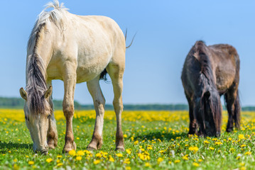 A pair of horses grazing in the meadow.