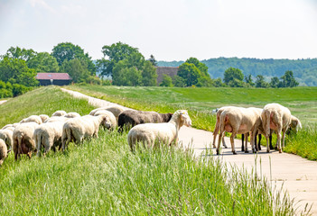 Fototapeta premium A flock of sheep grazing on a dike on the river Elbe. The animals are used to maintain the dike planting in an ecological way.