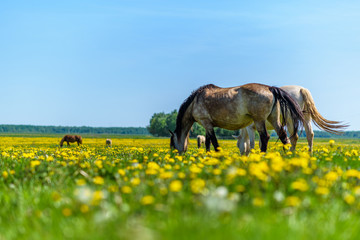 A pair of horses grazing in the meadow.