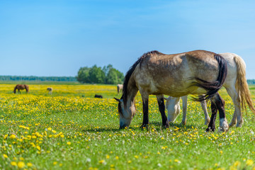 A pair of horses grazing in the meadow.