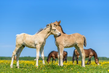 A pair of horses grazing in the meadow.