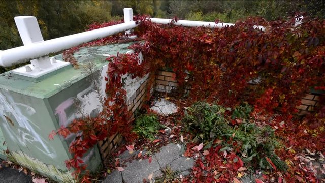 Autumnal impressions from Berlin Spandau on the gravel pond (Am Kiesteich) of October 21, 2016, Germany