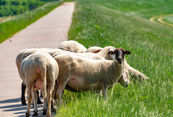 Obraz premium A flock of sheep grazing on a dike on the river Elbe. The animals are used to maintain the dike planting in an ecological way.