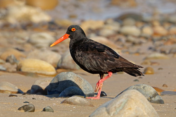 A rare African black oystercatcher (Haematopus moquini) on a coastal beach, South Africa.