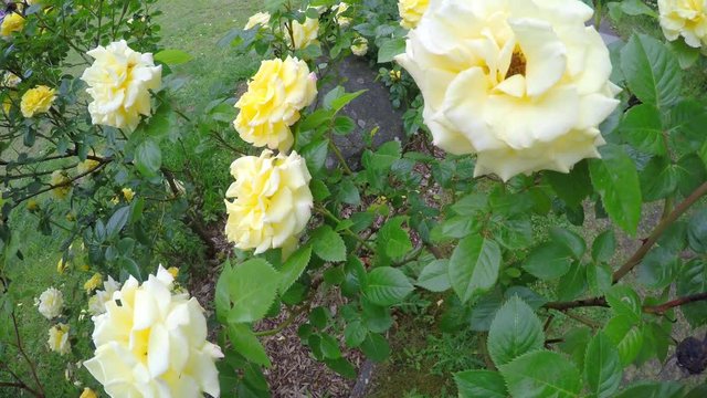 Gelbe Zuchtrosen in der Bl&uuml;te wehen im Wind