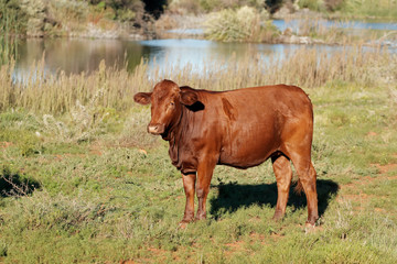 A free-range steer on natural pasture of a rural farm, South Africa.