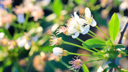 butterfly on flower