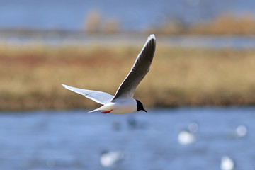 Larus minutus. Little Gull while flying over the lake on the Yamal Peninsula