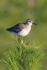 Tringa glareola. Wood sandpiper on the Yamal Peninsula