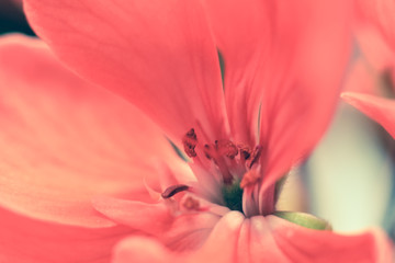 closeup of red flower