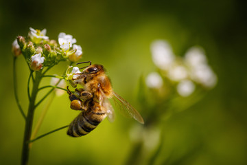 Bee on a white flower collecting pollen and gathering nectar to produce honey in the hive