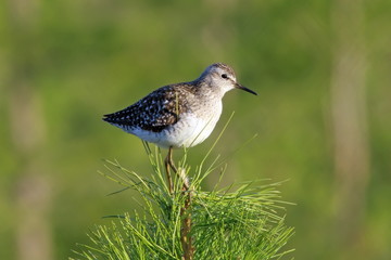 Tringa glareola. Wood sandpiper on a tree on the Yamal Peninsula