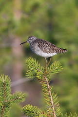 Tringa glareola. Wood sandpiper on a tree branch in the morning light on the Yamal Peninsula
