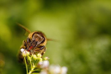 Bee on a white flower collecting pollen and gathering nectar to produce honey in the hive