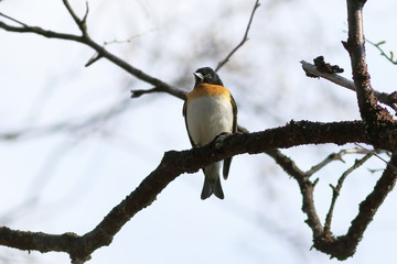 Fringilla montifringilla. Male Brambling on the Yamal Penin