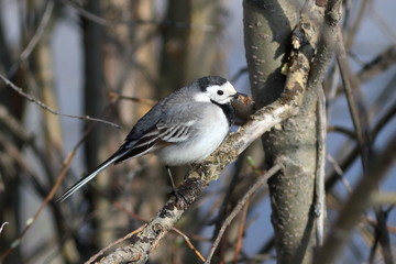 Motacilla alba. White Wagtail holds a piece of wool in its beak