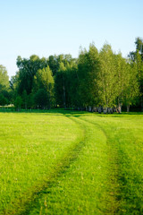 Summer landscape with green grass, road, birch grove and blue sky